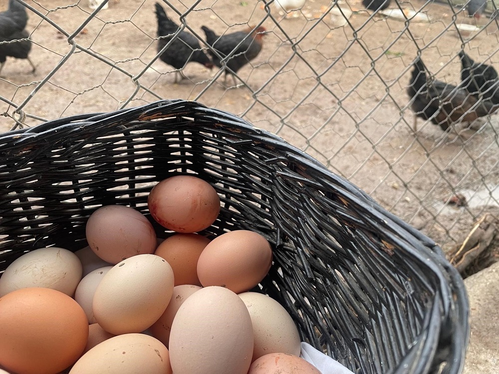 Türkiye’de Yumurta Üretimi Alarm Veriyor (2)