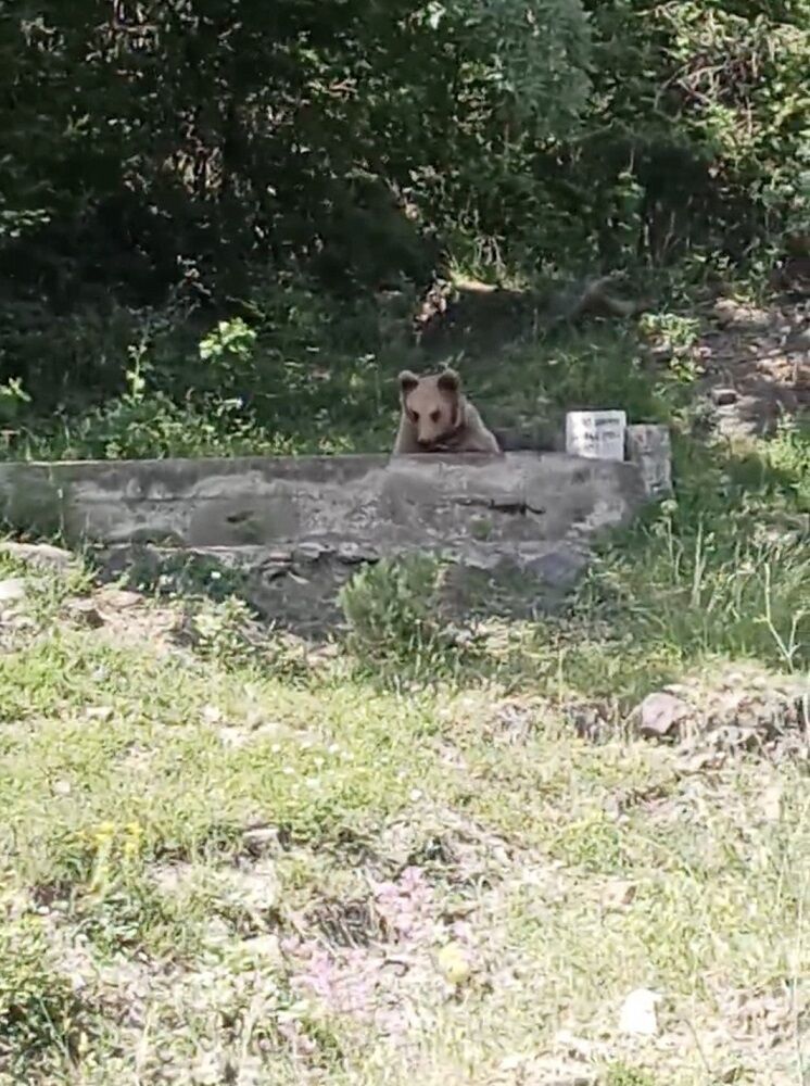 Vatandaşlar Şaşkın Ayı Çeşmede Serinledi!-1