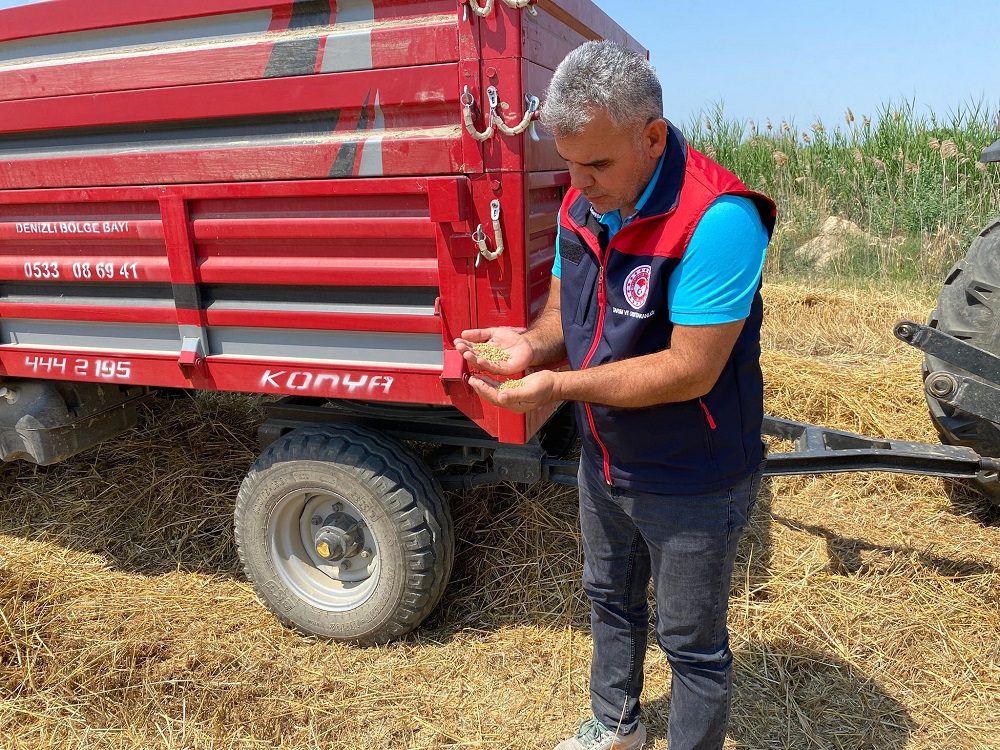 Yeni Sezonun İlk Buğdayı Sarayköy’den Biçildi (1)