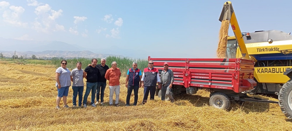 Yeni Sezonun İlk Buğdayı Sarayköy’den Biçildi (2)