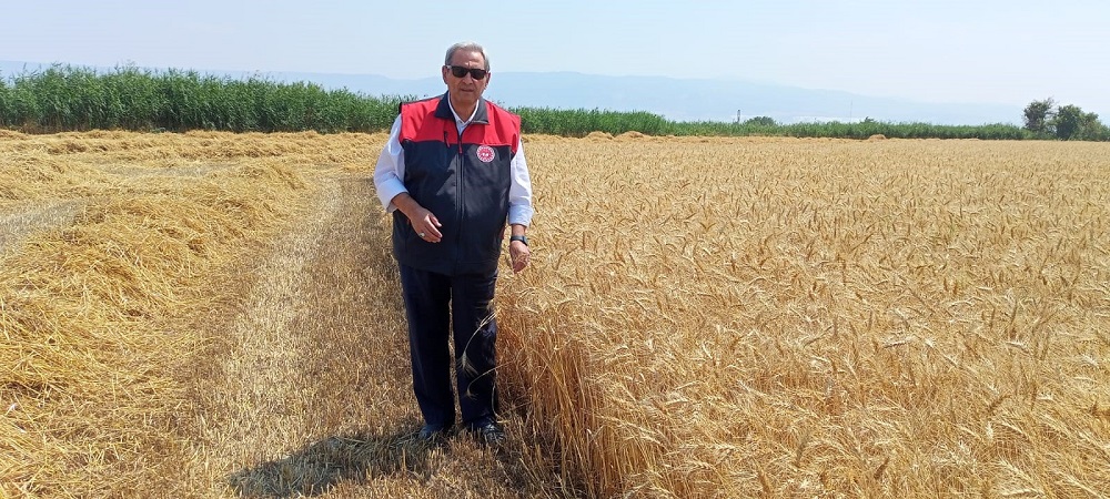 Yeni Sezonun İlk Buğdayı Sarayköy’den Biçildi (4)