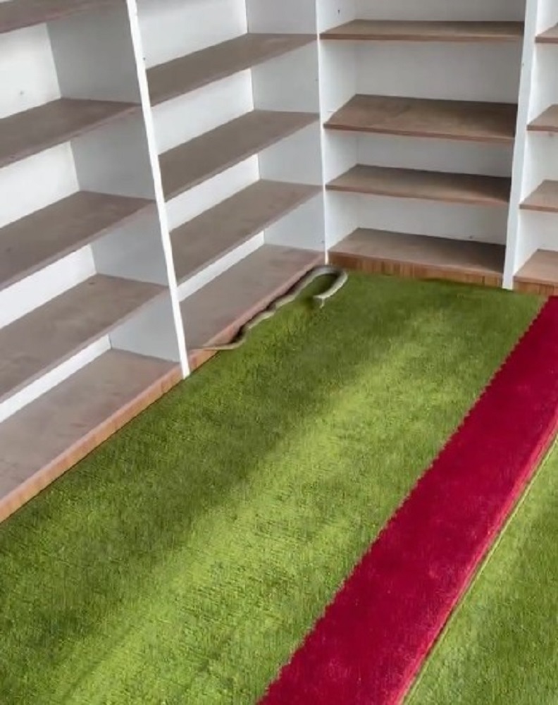 Yılan Camide Görüldü İmam Böyle Çıkardı (1)