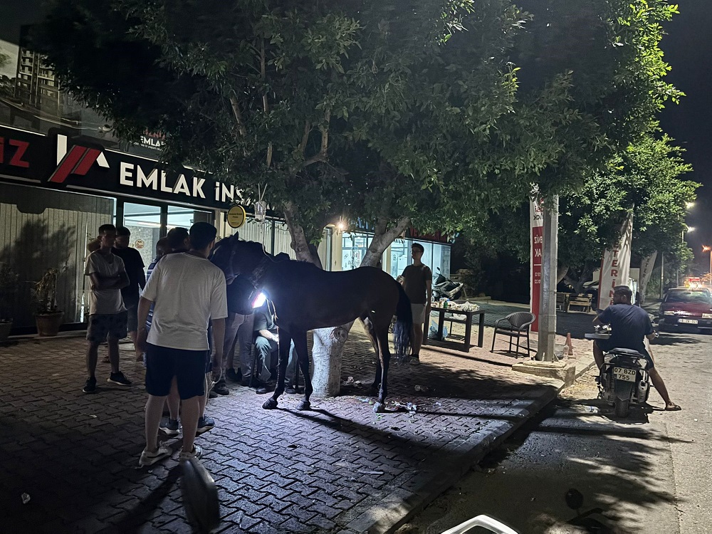 Antalya’da Kaza Başıboş At Yola Fırladı, Otomobilde 3 Kişi Yaralandı (2)