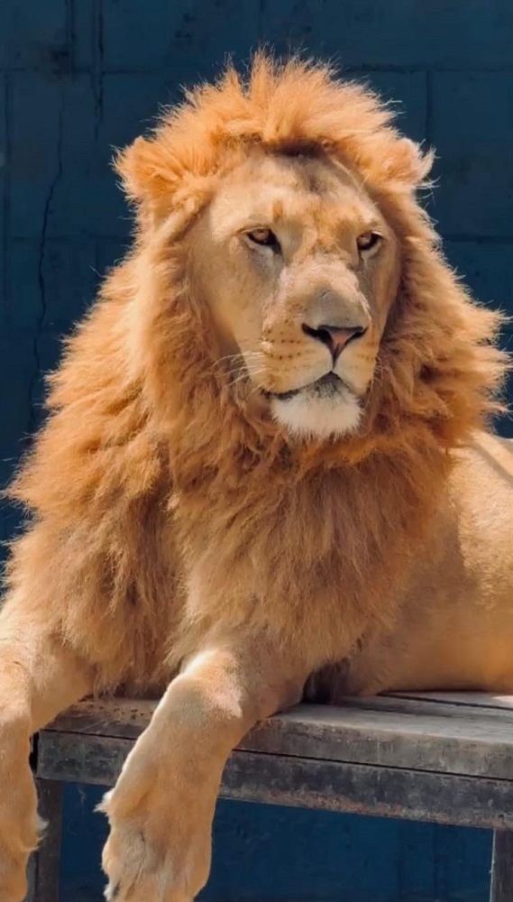 Aslan Zeus’un Saldırısı Sonrası Şok Açıklama “Çocuğumu Kaybetmiş Gibi Oldum” (4)