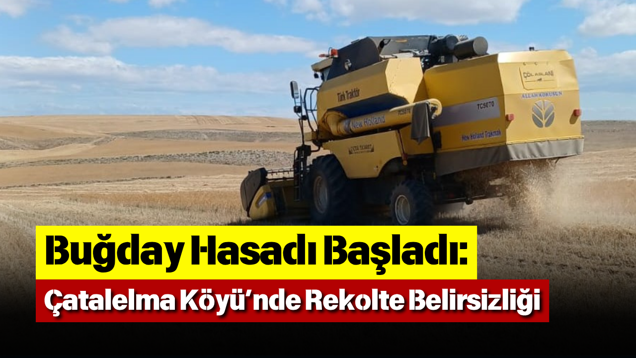 Buğday Hasadı Başladı Çatalelma Köyü’nde Rekolte Belirsizliği