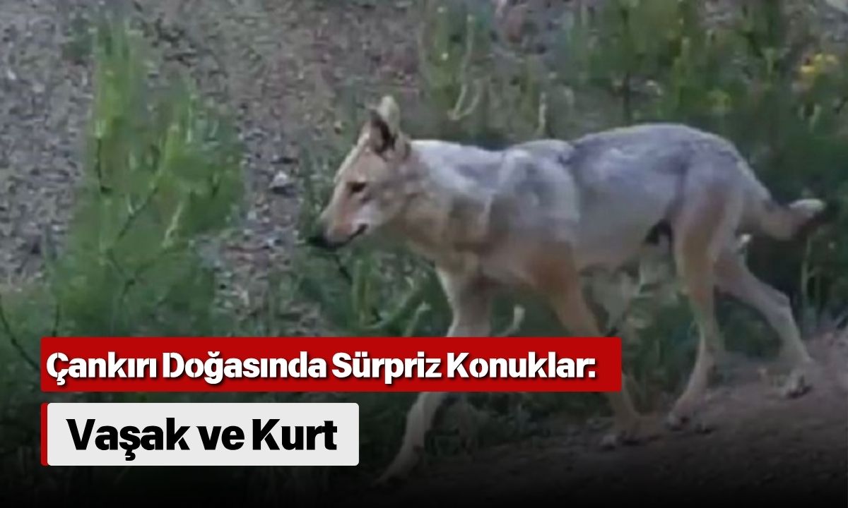 Çankırı Doğasında Sürpriz Konuklar Vaşak Ve Kurt (3)