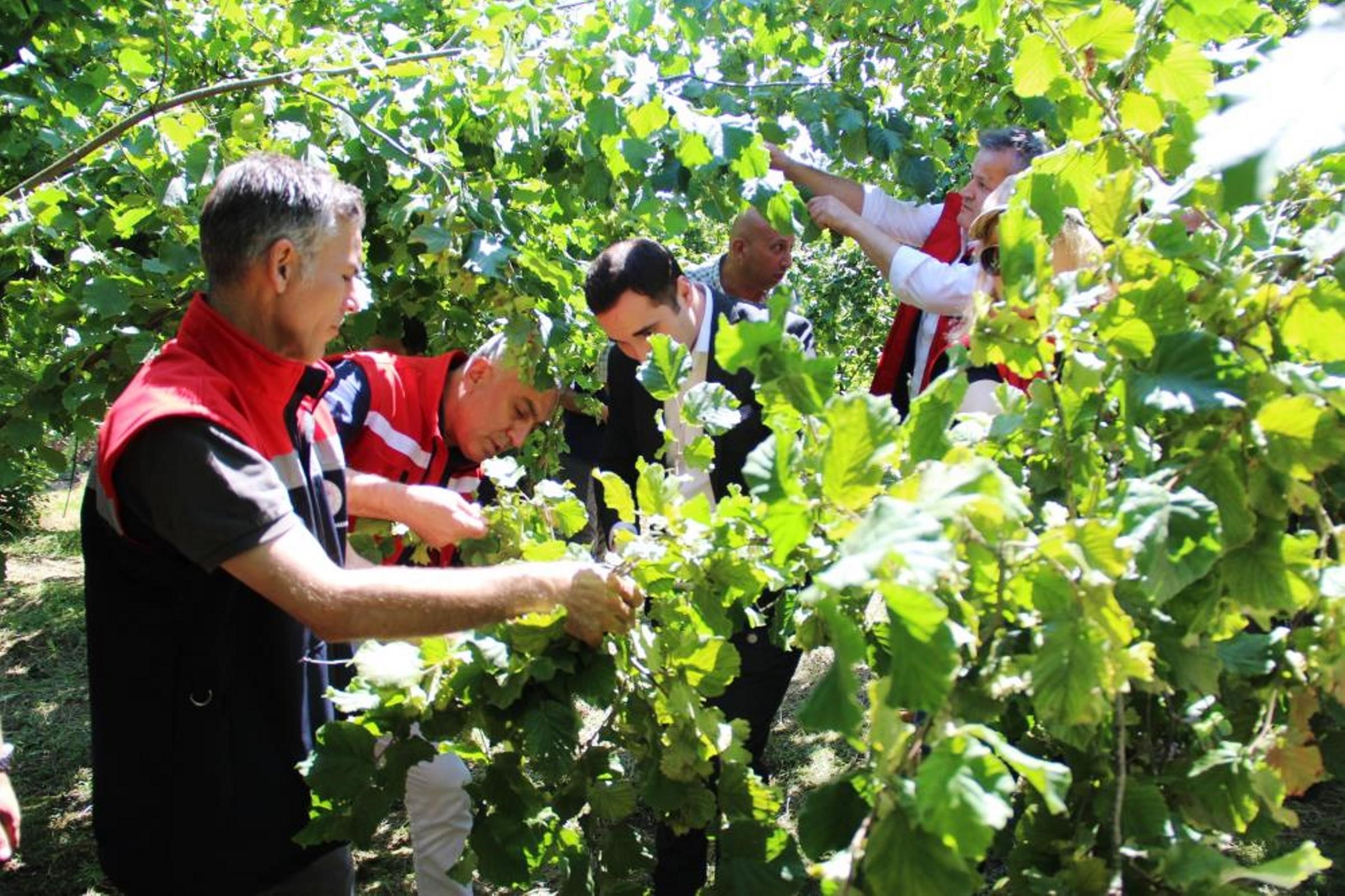 Karadeniz’in Bereketli Kenti Samsun, Sebze Ve Meyve Üretiminde Zirvede! (2)