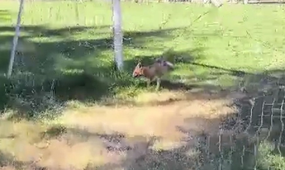 Kastamonu’da Kale Filesine Sıkışan Tilki Kurtarıldı (1)