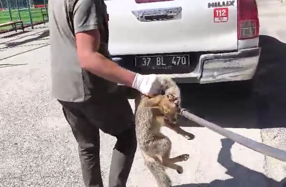 Kastamonu’da Kale Filesine Sıkışan Tilki Kurtarıldı (3)
