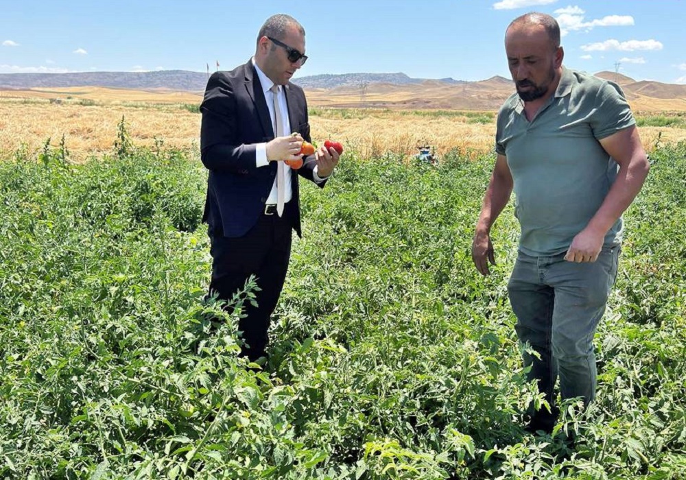 Kızılırmak Kaymakamı Özbek, Tarlada Çiftçilerle Hasat Yaptı (1)