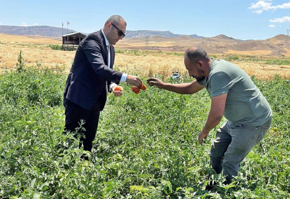 Kızılırmak Kaymakamı Özbek, Tarlada Çiftçilerle Hasat Yaptı (2)