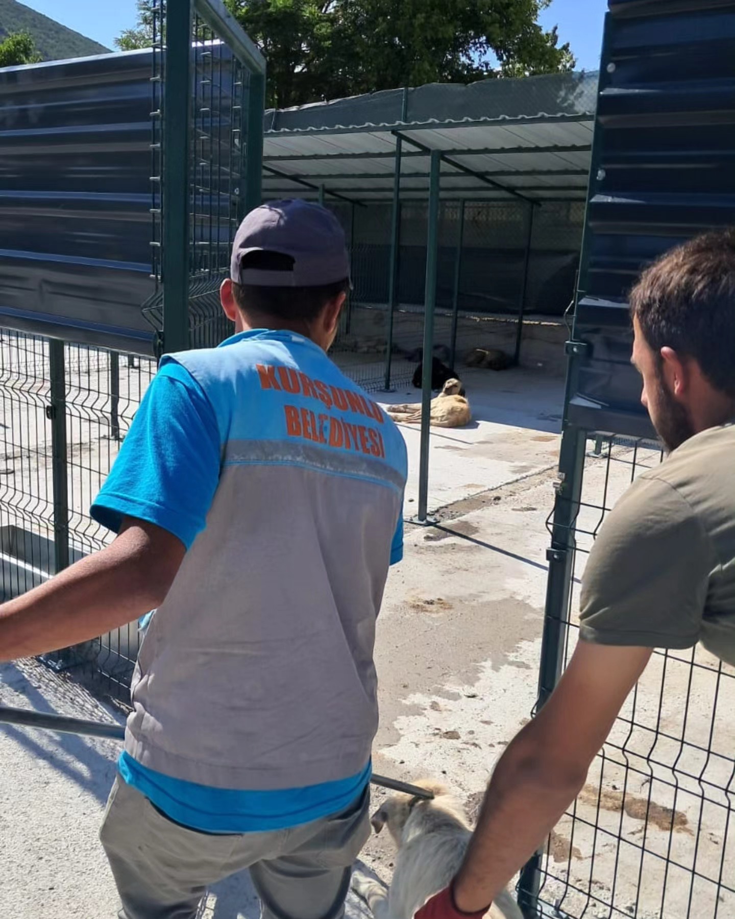 Kurşunlu Belediyesi’nden Sokak Hayvanlarına Güvenli Barınak Hizmeti (2)