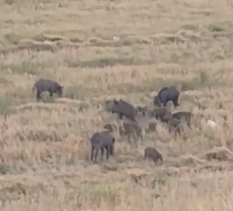 Osmaniye’de Şehir Merkezine İnen Yaban Domuzları Kamerada!