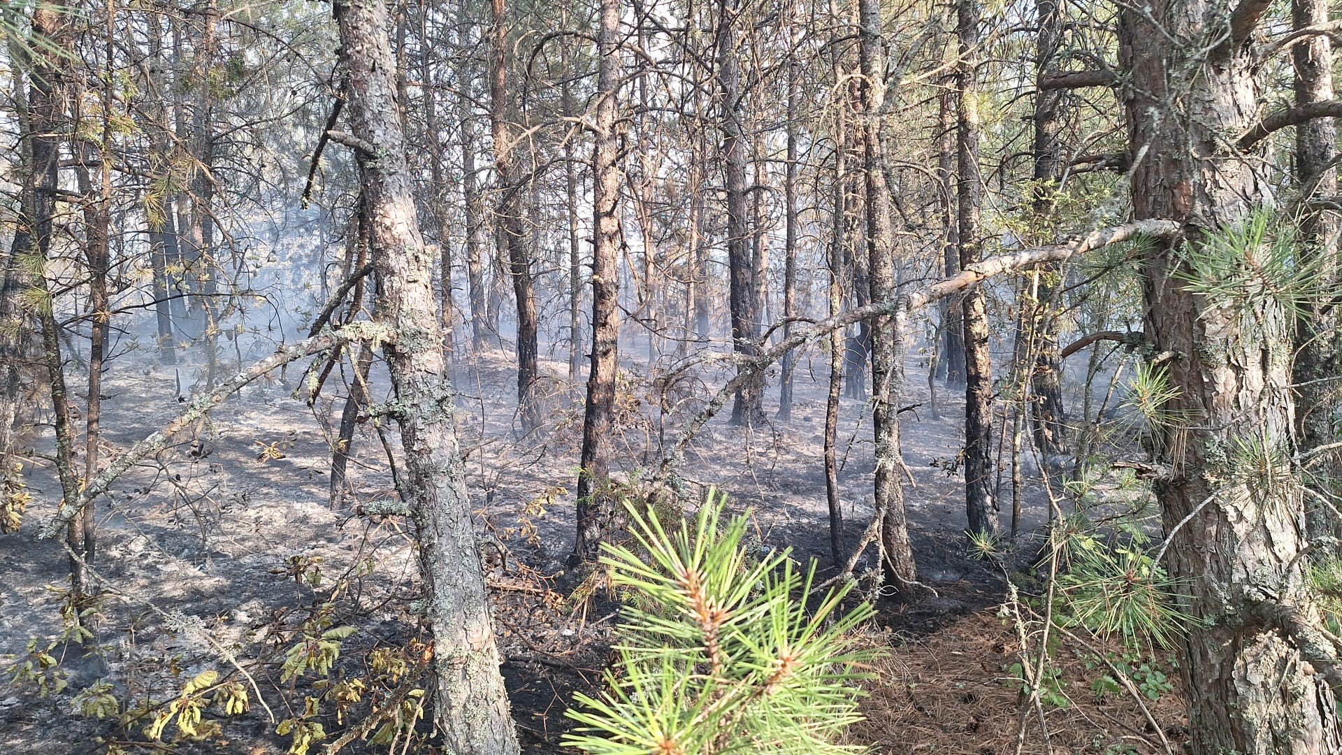 Ovacık’ta Çıkan Örtü Yangını 1.5 Saatte Kontrol Altına Alındı (1)