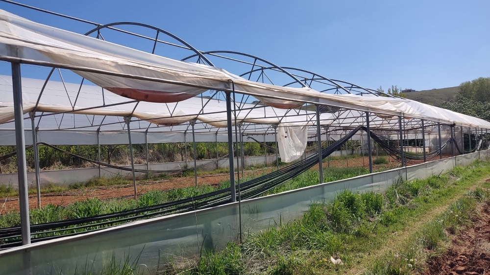 Tarımda Alternatif Üretim Hamlesi Seralar Tekrar Üretime Açıldı (3)