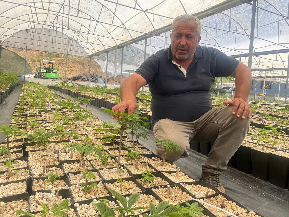 Uludağ Eteklerinde 30 Bin Ihlamur Fidanı (4)