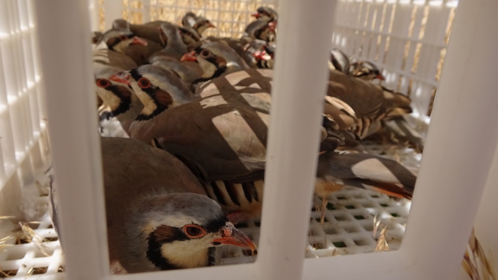 Yozgat'ta Keneyle Doğal Mücadele 150 Keklik Daha Doğaya Salındı (2)