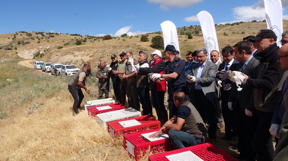 Yozgat'ta Keneyle Doğal Mücadele 150 Keklik Daha Doğaya Salındı (4)