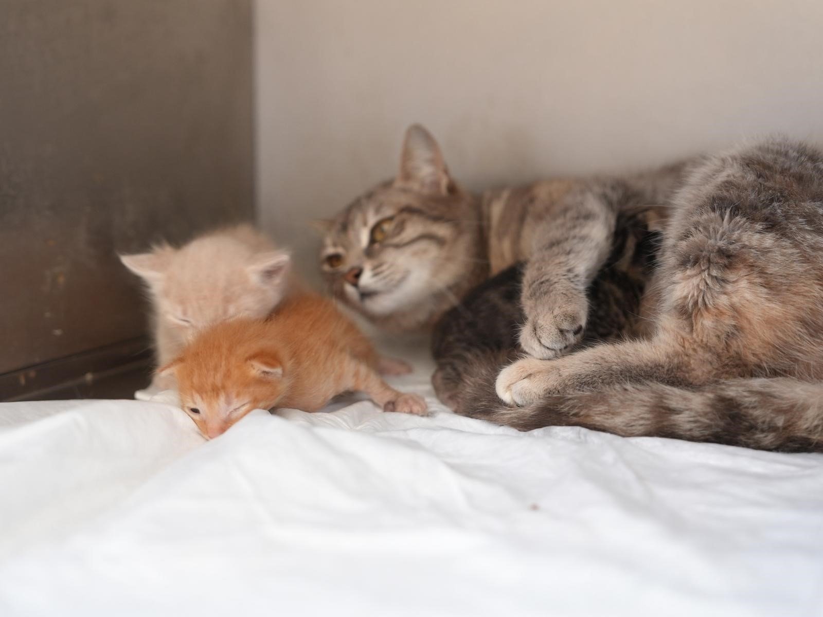 Ölümden Döndüler, Yeni Anne Bulundu!