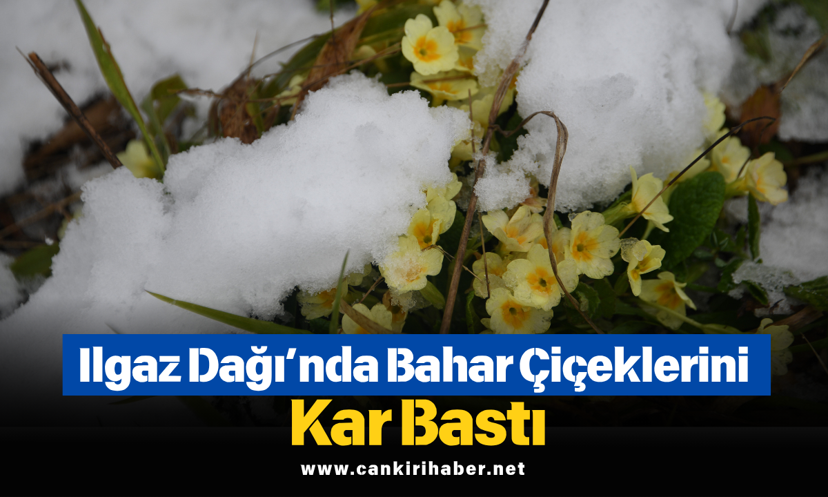 Ilgaz Dağı’nda Bahar Çiçeklerini Kar Bastı