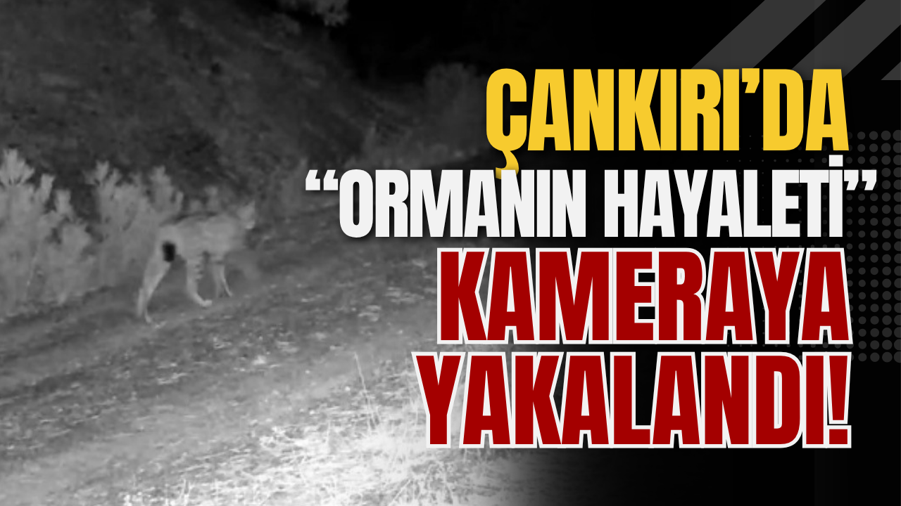 Çankırı’da “Ormanın Hayaleti” Kameraya Yakalandı!
