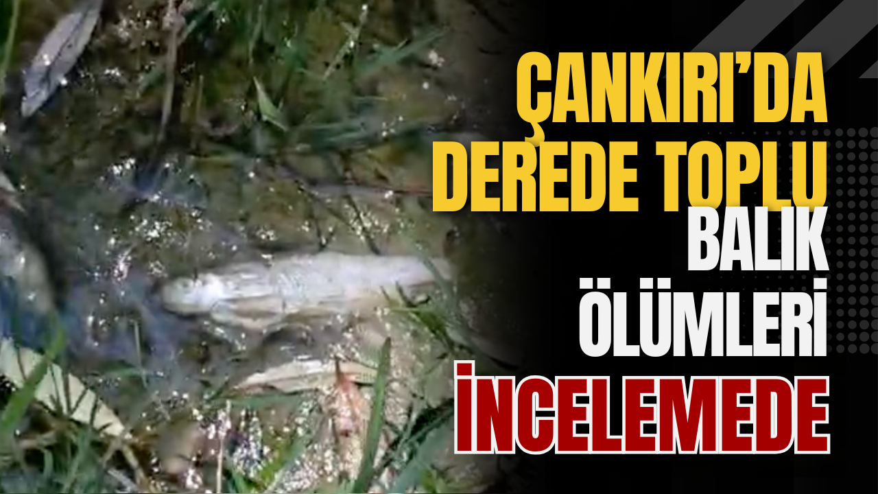 Çankırı’da Derede Toplu Balık Ölümleri İncelemede
