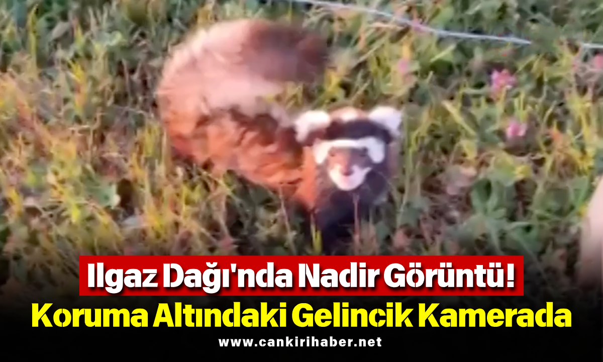 Ilgaz Dağı'nda Nadir Görüntü! Koruma Altındaki Gelincik Kamerada