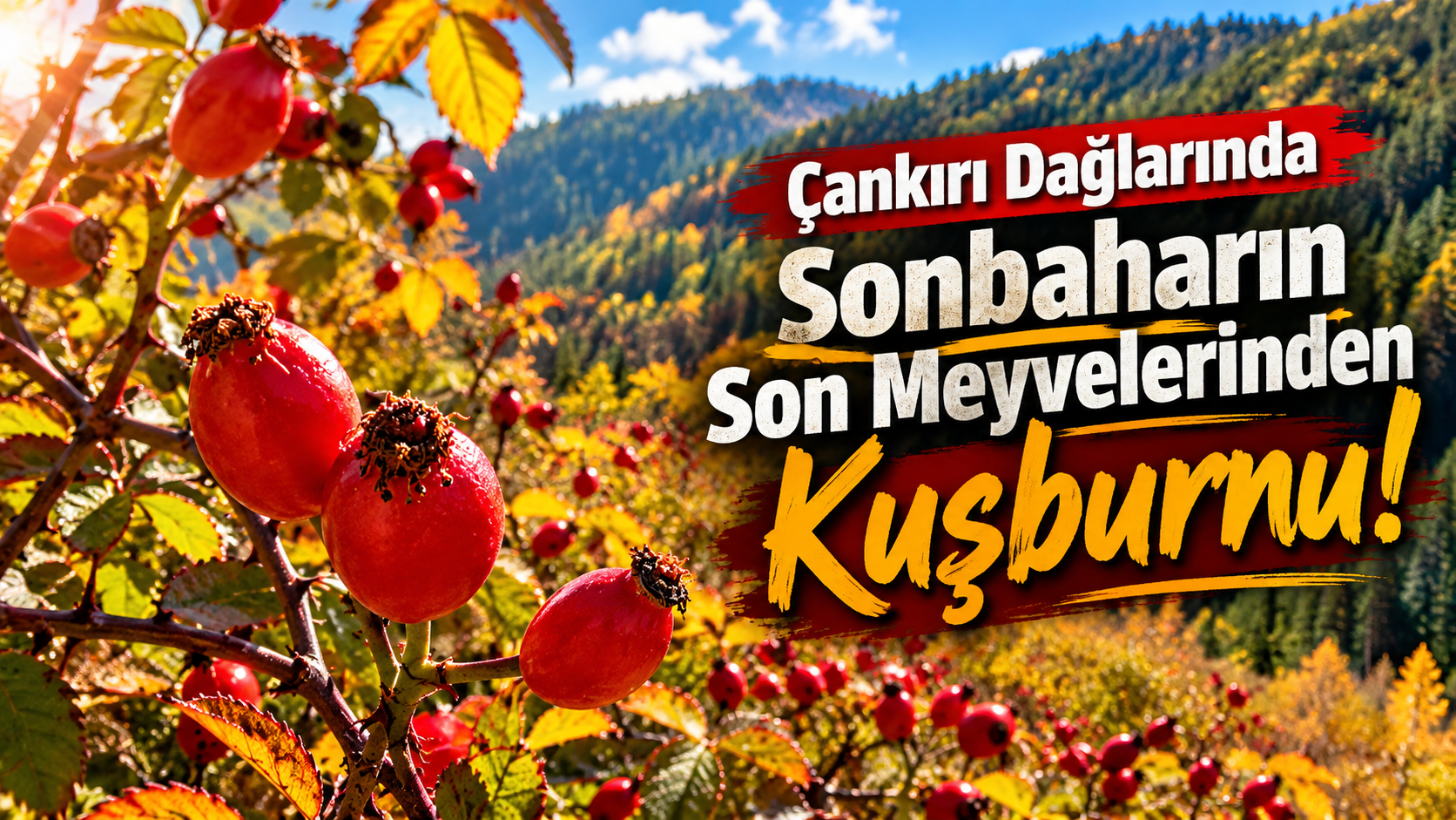 Çankırı Dağlarında Sonbahar Kuşburnu