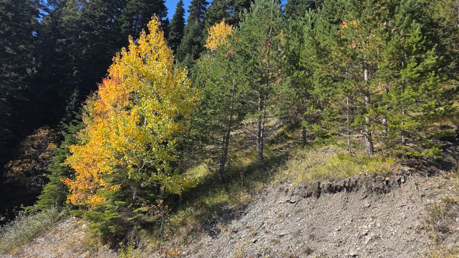 Ilgaz Dağı’nda Sonbahar Manzarası Görenleri Büyülüyor!
