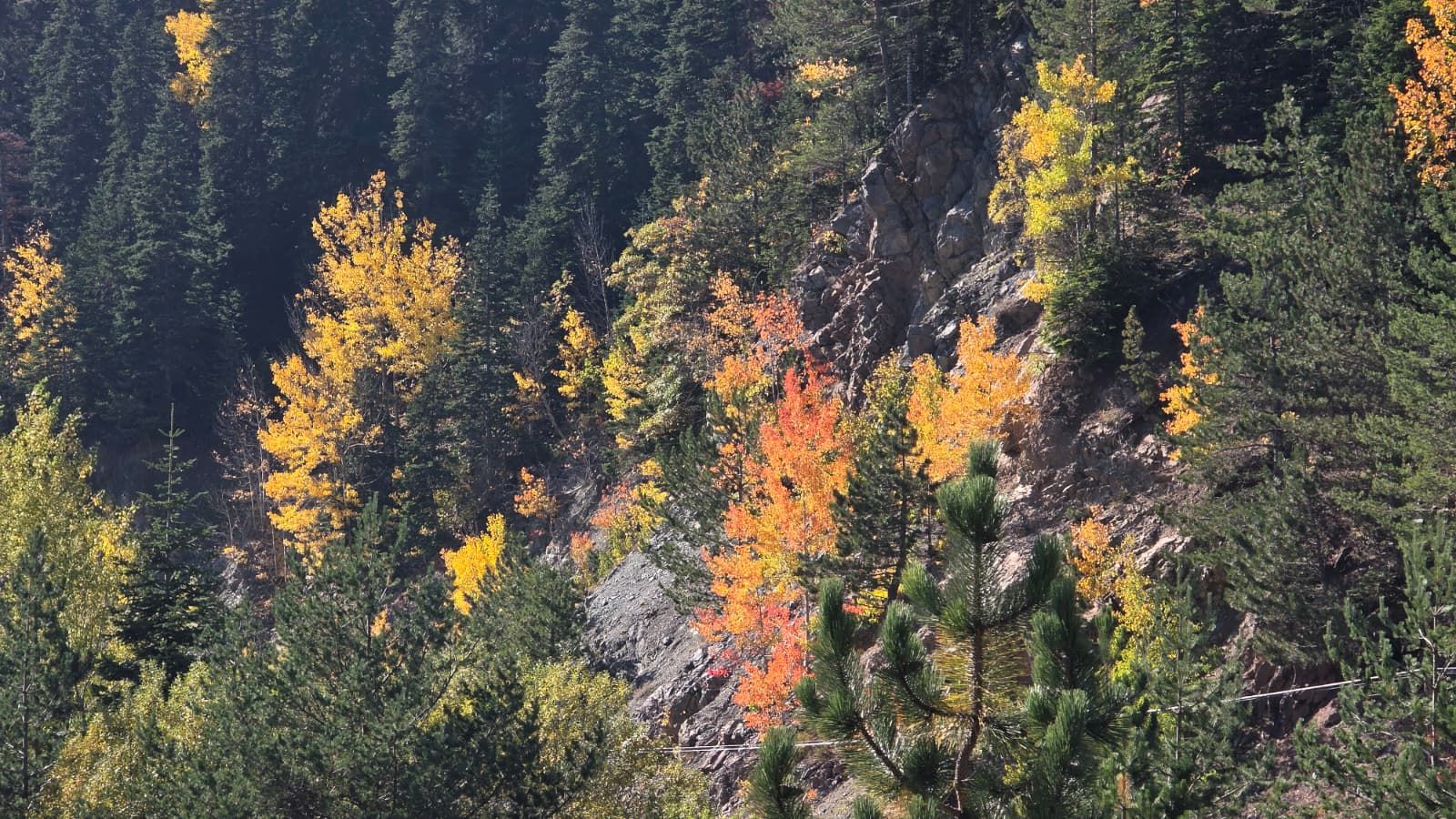 Ilgaz Dağı’nda Sonbahar Manzarası Görenleri Büyülüyor!5