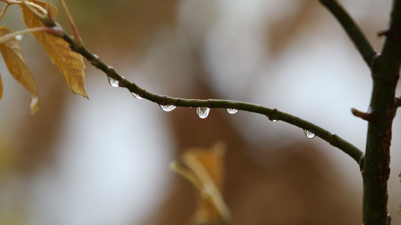 2 Günde Mevsim Normallerine Yakın Yağış!