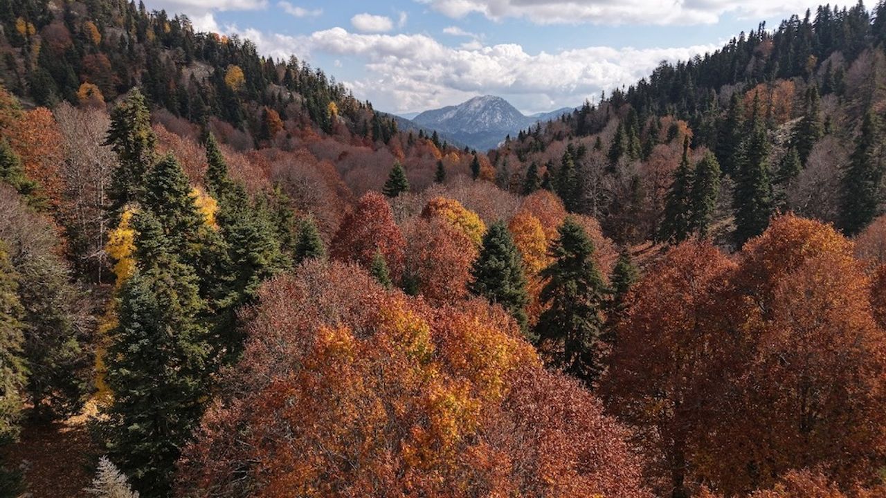 Doğanın Sanata Dönüştüğü Yirce Ormanı Sonbaharda Görsel Şölene Sahne Oluyor