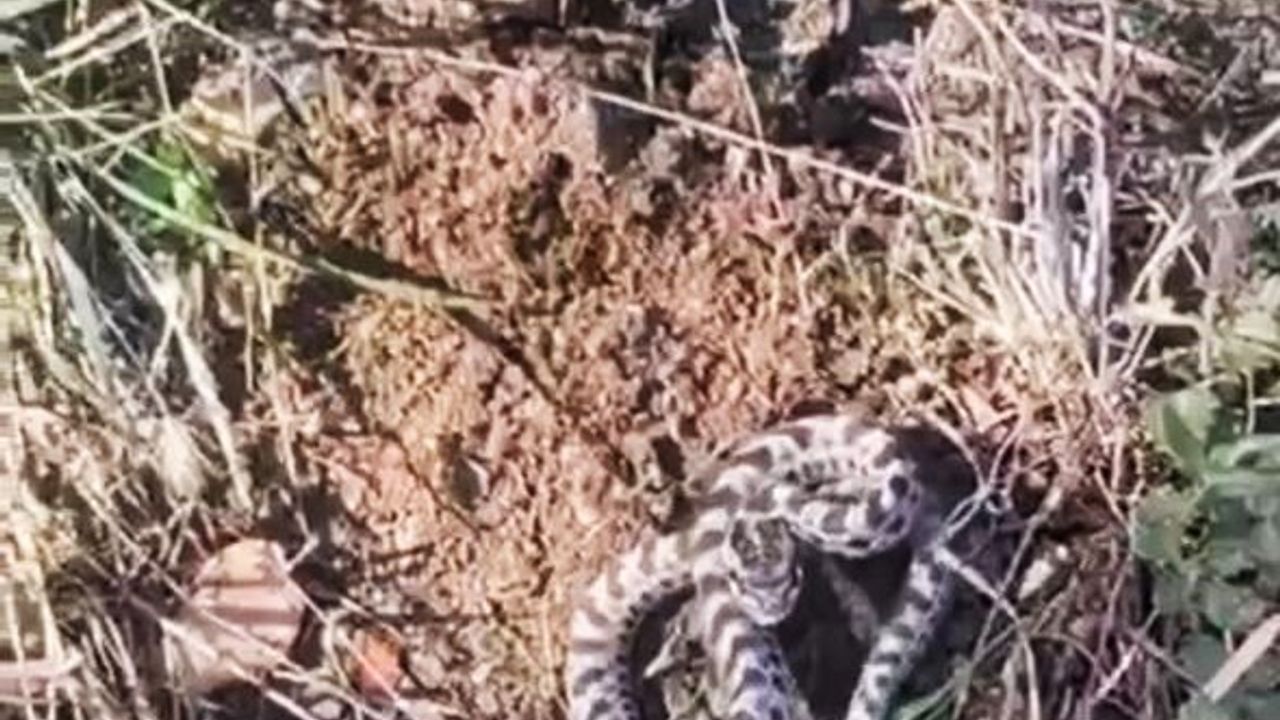 Eskipazar’da Mantar Toplayan Vatandaş Engerek Yılanıyla Karşılaştı
