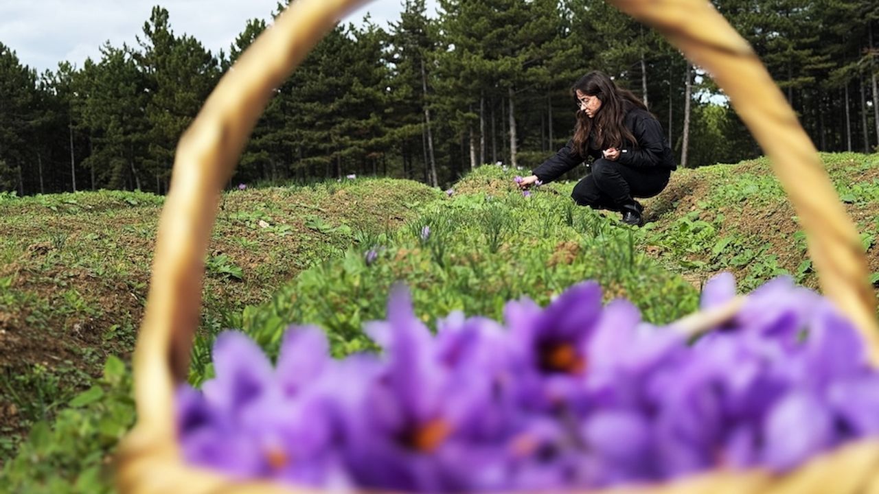 Kırmızı altın’ hasadı: Gram fiyatı cep yakıyor