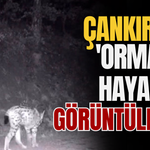 Çankırı'da 'Ormanın Hayaleti' Görüntülendi!