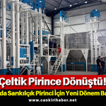 Çeltik Pirince Dönüştü! Ilgaz’da Sarıkılçık Pirinci İçin Yeni Dönem Başladı