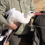 Eşi Öldü, O Başından Ayrılmadı! Günler Sonra Kurtarıldı