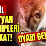 Evcil Hayvan Sahipleri Dikkat! Uyarı Geldi