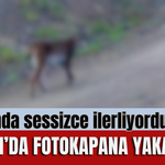 Ormanda sessizce ilerliyordu! Çankırı’da fotokapana yakalandı