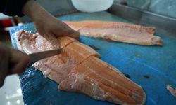 Somon Balığına İlgi Artıyor: Uygun Fiyat, Lezzet ve Besleyicilik