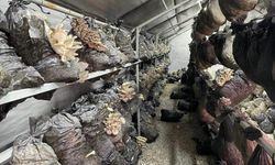 Beyşehir'de Mantar Üretimi Hızla Yükseliyor: Çiftçilere Teknik Destek Sağlanıyor