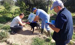 Aydın'da kedi ve köpeklere kuduz aşısı yapıldı