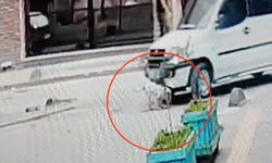 Çankırı'da 17 yaşındaki sürücü sokaktaki köpeği ezip kaçtı