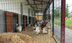 Özel Eğitim Okuluna Bahçe ve Hayvan Bakım Uygulama Alanı Kazandırıldı