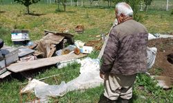 Çankırı'da ayı köye indi: arı kovanlarını parçaladı
