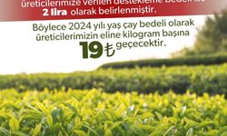 2024 yılında kilogram başı yaş çay alım fiyatı 17 lira olarak belirlendi