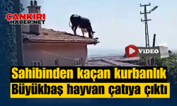 Sahibinden kaçan kurbanlık büyükbaş hayvan çatıya çıktı