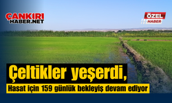 Çeltikler yeşerdi, hasat için 159 günlük bekleyiş devam ediyor