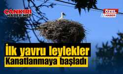 İlk yavru leylekler kanatlanmaya başladı