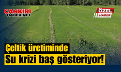 Çeltik üretiminde su krizi baş gösteriyor!